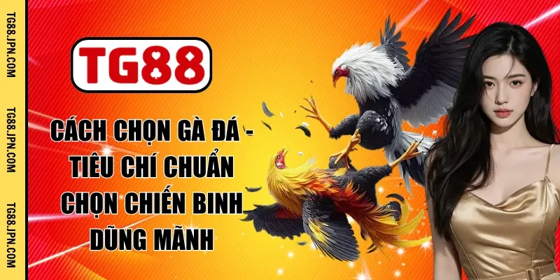 cách chọn gà đá