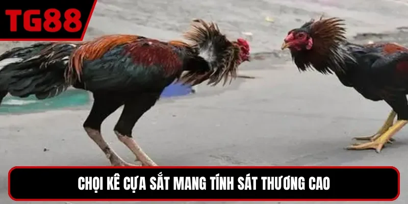 Chọi kê cựa sắt mang tính sát thương cao