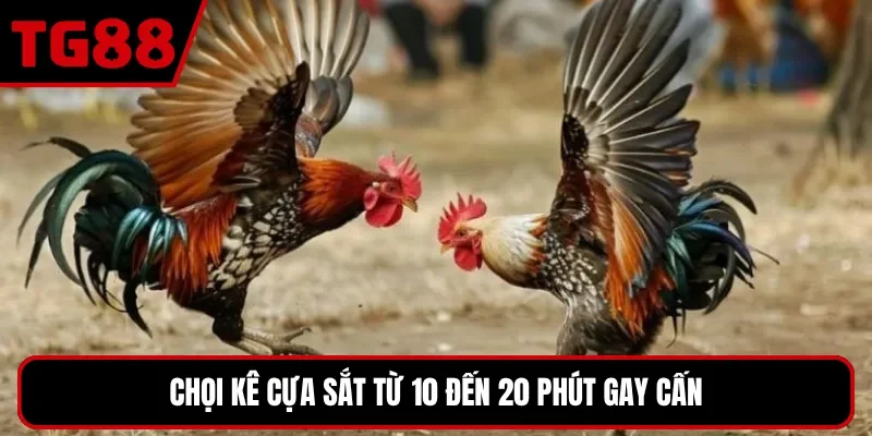 Chọi kê cựa sắt từ 10 đến 20 phút gay cấn
