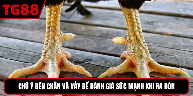 Chú ý đến chân và vảy để đánh giá sức mạnh khi ra đòn