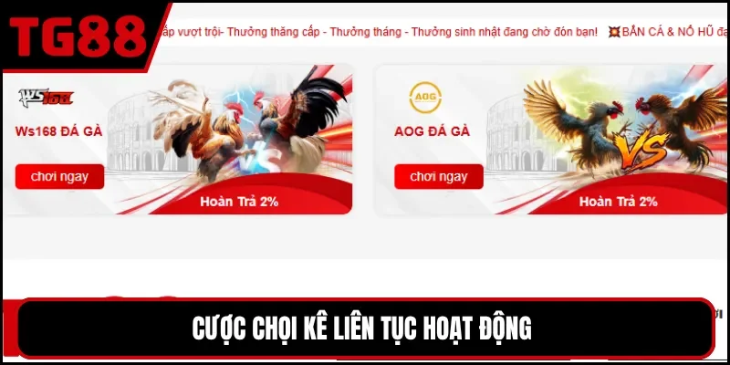 Cược chọi kê liên tục hoạt động 