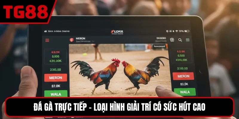 Đá gà trực tiếp - Loại hình giải trí có sức hút cao