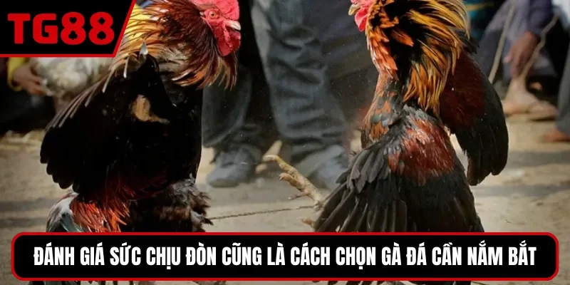 Đánh giá sức chịu đòn cũng là cách chọn gà đá cần nắm bắt