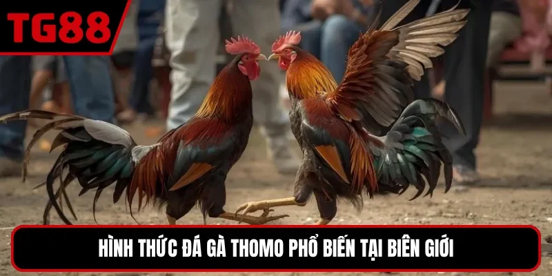 Hình thức đá gà Thomo phổ biến tại biên giới