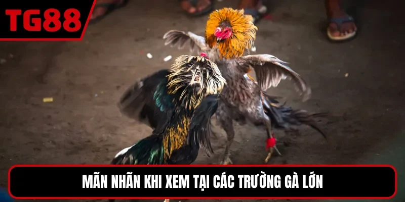 Mãn nhãn khi xem tại các trường gà lớn