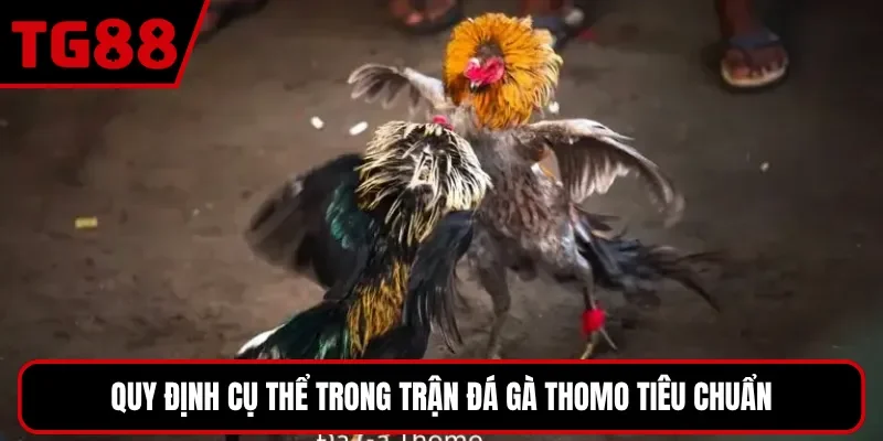 Quy định cụ thể trong trận đá gà Thomo tiêu chuẩn